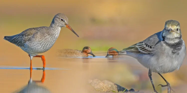 Kuzey Avrupa’dan Amed’e kuş göçü