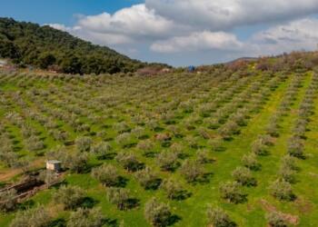 Dikili Belediyesi’nden taşınmaz satışı