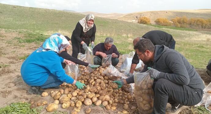 Wan Tarım Kooperatifi patates hasadına başladı