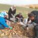 Wan Tarım Kooperatifi patates hasadına başladı
