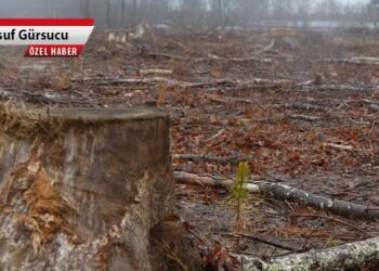 Ormanlar katliama uğratıldığında atık olarak nitelenen, ancak aslında biyoçeşitliliğin tekrar hayat bulabileceği alanlar olmasına karşın yağmalanarak enerjiye bağlanıyor.