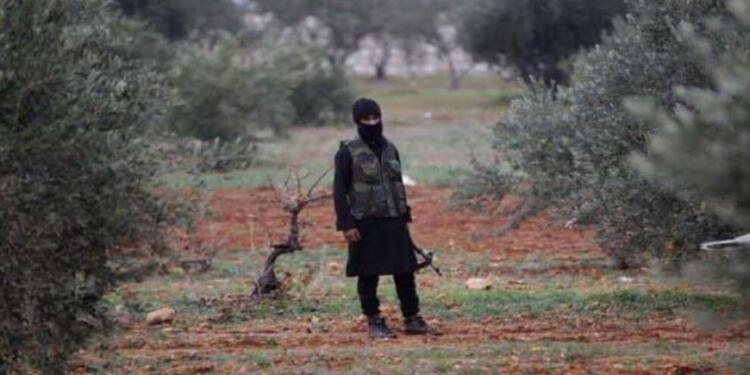 Efrîn’de zeytin hasadı yağmalanıyor