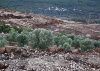 Akbelen ormanı katledilirken, zeytin ağaçlarıda YK Enerjinin çıkarlarına kurban ediliyor.