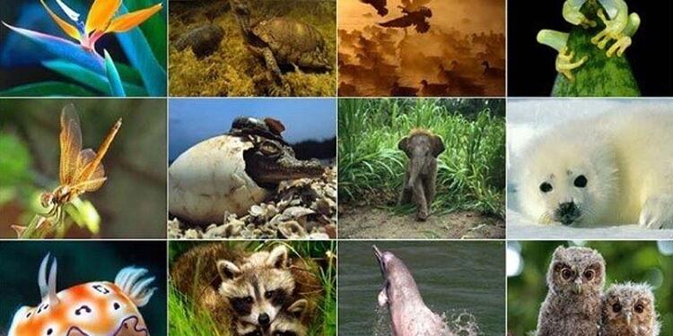 Hayvanlarda soykırım tehdidi katlandı