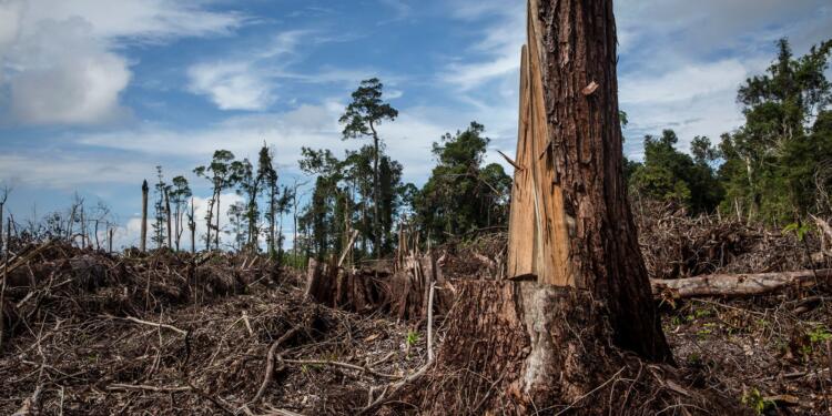 Türkiye ve Kurdistan’da doğa kırımı
