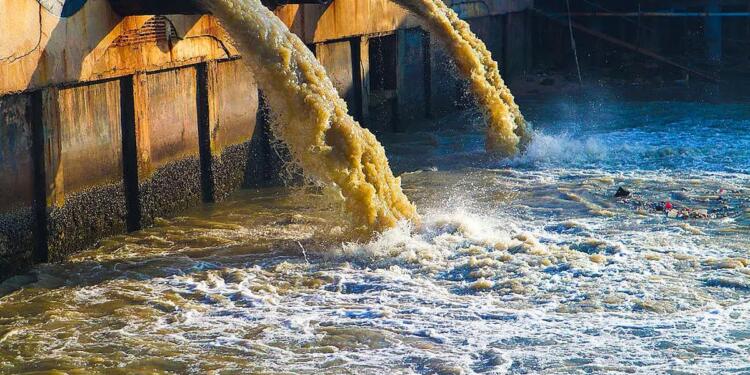 Marmara’da balık türleri yok olabilir