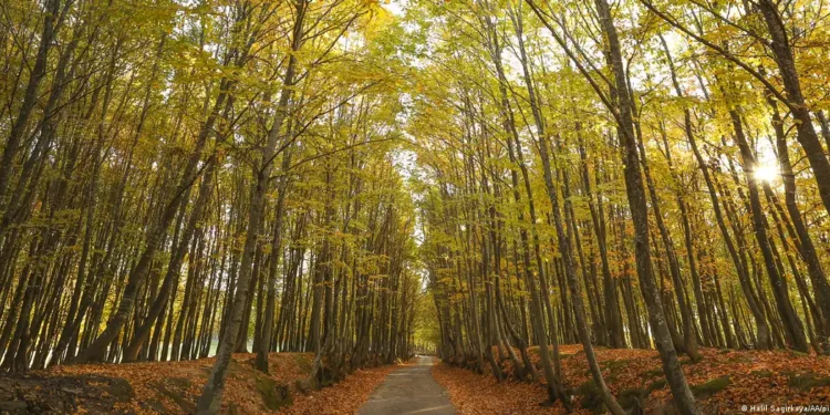 77 Belgrad Ormanı’na denk: 2012’den bu yana 406 bin hektar orman yok edildi