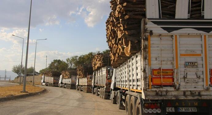 Botan’da 3 yılda ağaçların yüzde 8’i kesildi: Ekolojik soygun