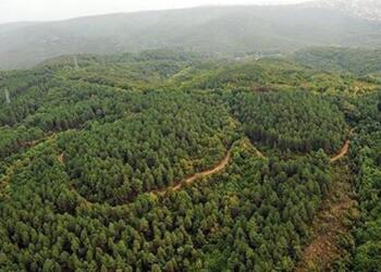 Erdoğan’ın kararıyla 11 ilde bazı alanlar orman sınırları dışına çıkarıldı