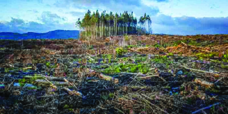 ‘Ekokırım suç olarak kabul edilsin’