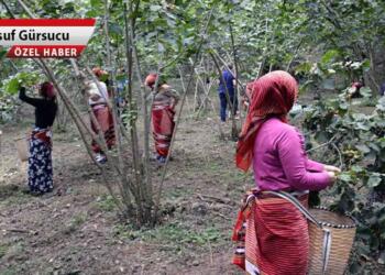 Fındıkta Ferrero ve Zapsu koalisyonu