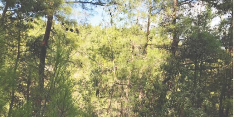 Muğla ormanlarına maden tehdidi!