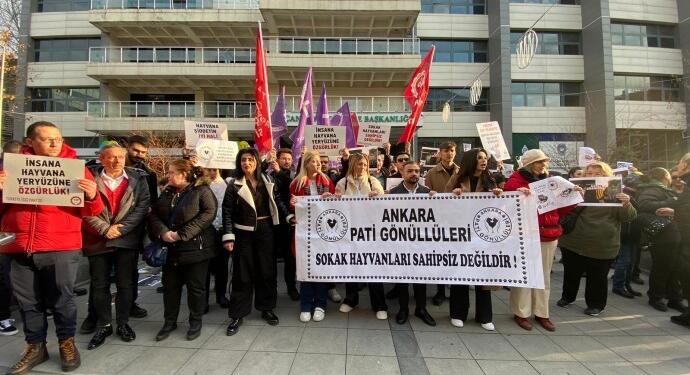 Hedef gösterilen sokak hayvanları ve katledilen kedi için açıklama