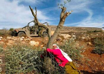 Filistinlilere ait 800 bin zeytin ağacı katledildi
