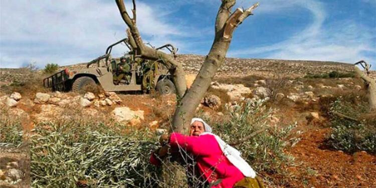 Filistinlilere ait 800 bin zeytin ağacı katledildi