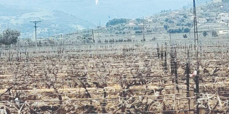 JES atığı üzüm bağlarını zehirledi