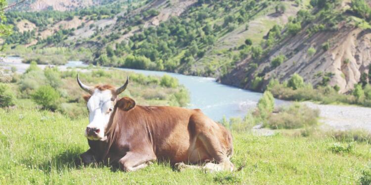 Sarım havzasında maden sondajları
