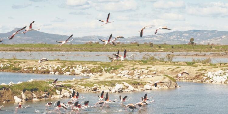 Gediz Deltası’na JES sondajı
