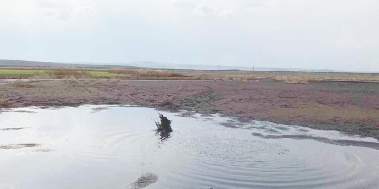 Biyogaz tesisi tarlaları zehirliyor