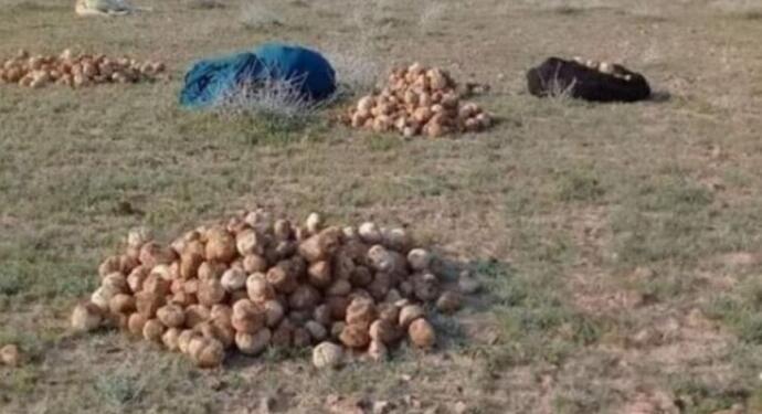 Dêrazor’da mantar toplamaya giden 3 kadın katledildi