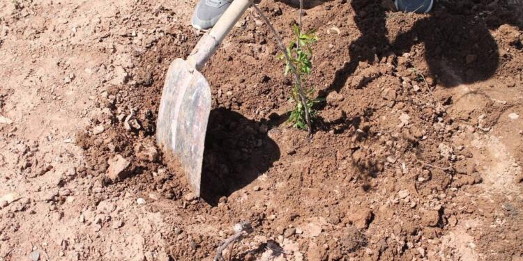 Silopiya’da kadınlar fidan dikti