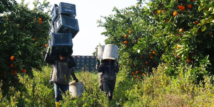 Mevsimlik tarım işçileri: Bu bahçede ölsen de güvencen yok