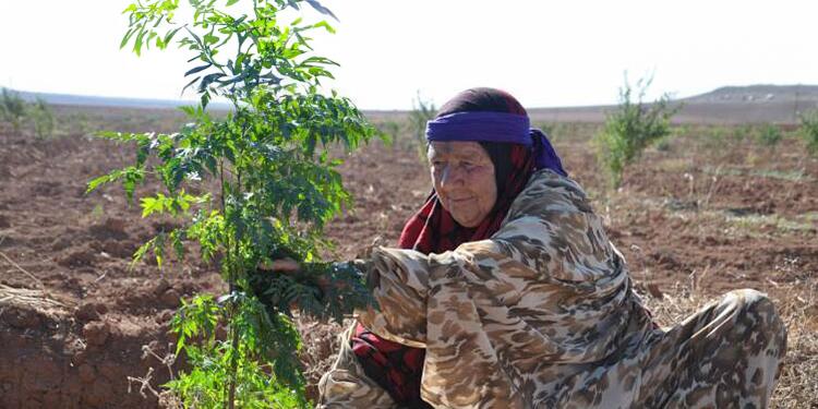 Rojava’da ekolojik yaşam inşa ediliyor