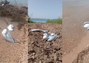 Fırat Nehri kıyısındaki martılar siyanürden mi ölüyor?