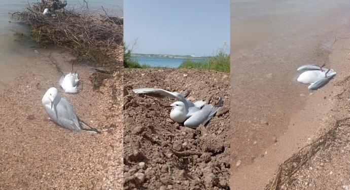 Fırat Nehri kıyısındaki martılar siyanürden mi ölüyor?