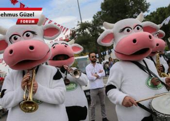 Mülkiye’de İnek Bayramı