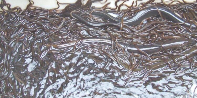 Binlerce yılan balığı öldü