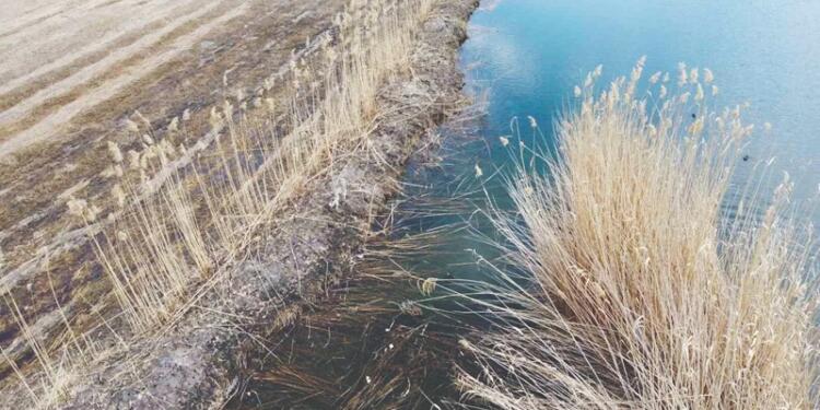 Agirî’de kamışlık alan yakıldı