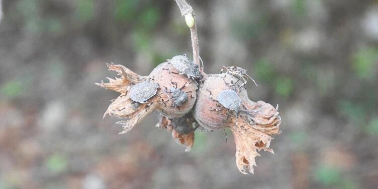 Fındıkta kahverengi kokarca tehdidi