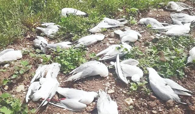 Curnê Reş’te yüzlerce martı öldü!