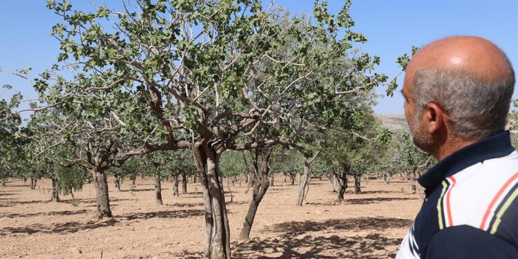 DEDAŞ’ın ‘yaz oyunları’ Qoser’den başladı