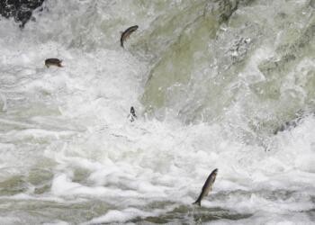 Tehlike altındaki türler arasında bulunan İnci Kefali üremek için çıkacağı akarsu yolculukları giderek azalırken, yok olma tehdidi de artmaya devam ediyor.