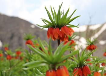 Güvenlik iddiasıyla bölge insanına kapatılan Tanîna Sindiyan dağında maden ve enerji yağmasına hazırlanılırken, unutturulmaya çalışılan güzellikler ise yaşama azmini yükseltiyor.