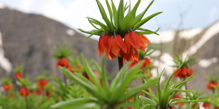 Tanîna Sindiyan’da doğa rengarenk