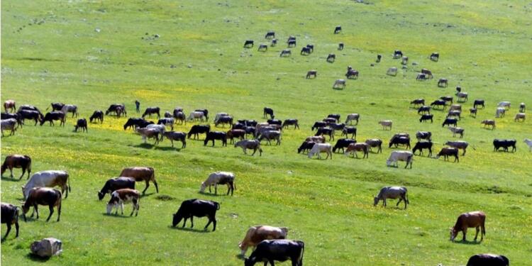 Koza Altın Ardahan meralarını yutacak