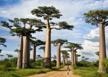 Hayat ağacı olarak bilinen baobab ağaçlarının gizemi çözülüyor