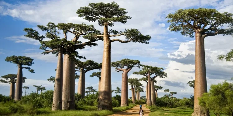 Hayat ağacı olarak bilinen baobab ağaçlarının gizemi çözülüyor