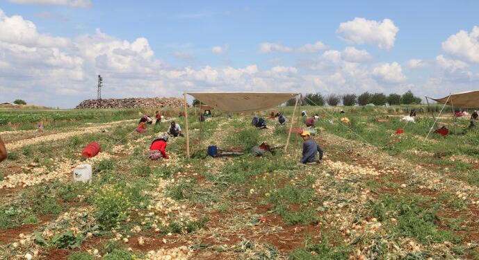 9 soğan çuvalına 490 lira yevmiye