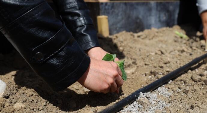 DEM Parti’li belediye Deniz Poyraz Kent Bostanı kurdu