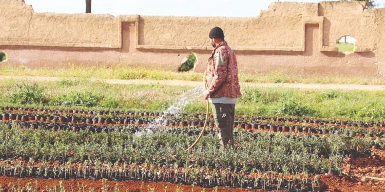 Efrîn’den gelip Şehba’yı yeşerttiler