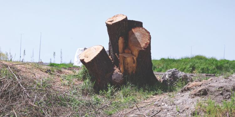 Tarihi ‘Horhor Bahçeleri’ tehdit altında
