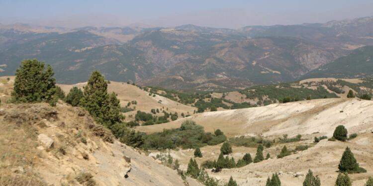 Dersim’de ağaç kıyımı yapılıyor