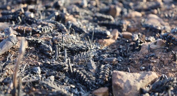 Yangının bilançosu: 66 kilometrelik alan küle döndü