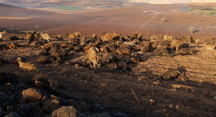 DEM Parti ve HDK’den yangın açıklaması: Yaralarımızı halkımızla beraber saracağız