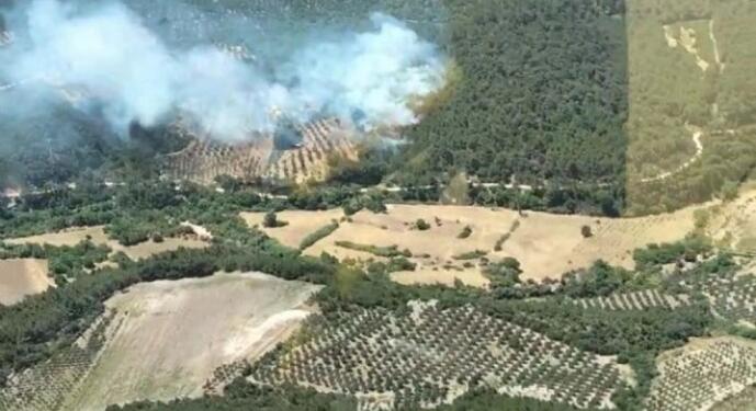 Salihli’de orman yangını