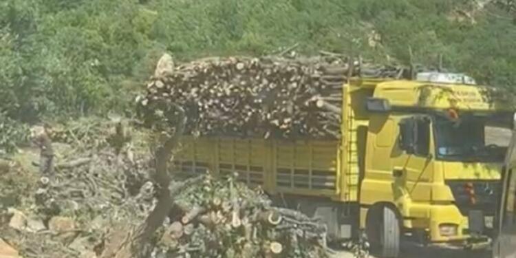 Korucular Herekol’da ağaçları kesiyor